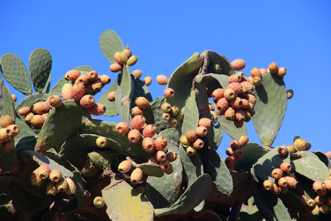 cactus fig prickly pear free photo