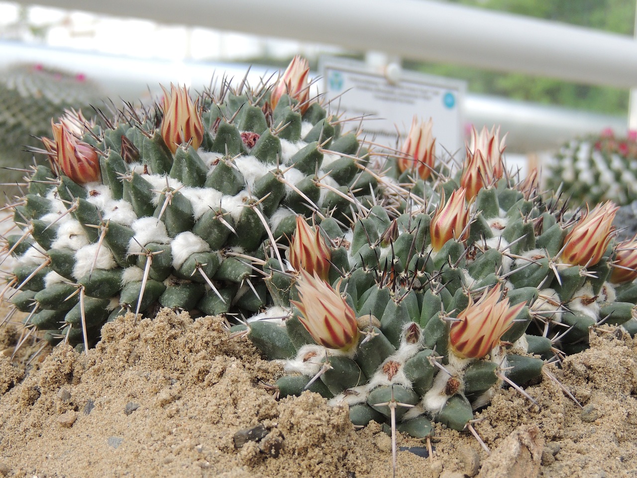 cactus flower thorns free photo