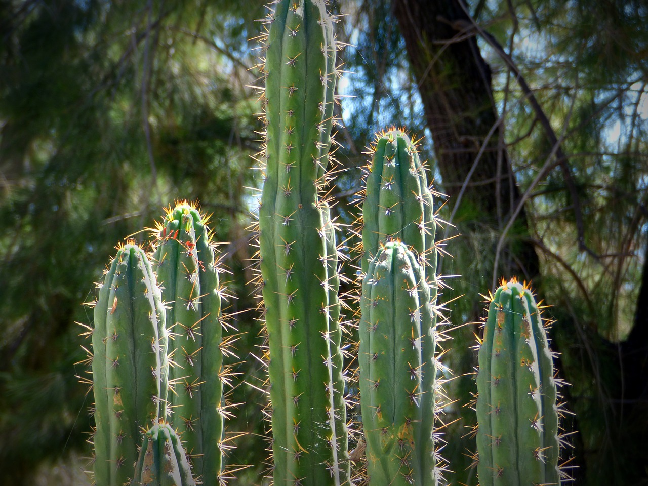 cactus thorns plant free photo