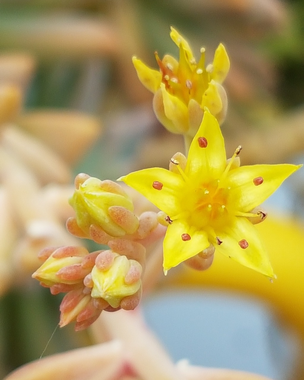 cactus flower succulent free photo