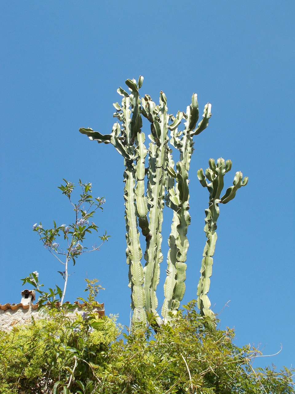 cactus plant prickly free photo