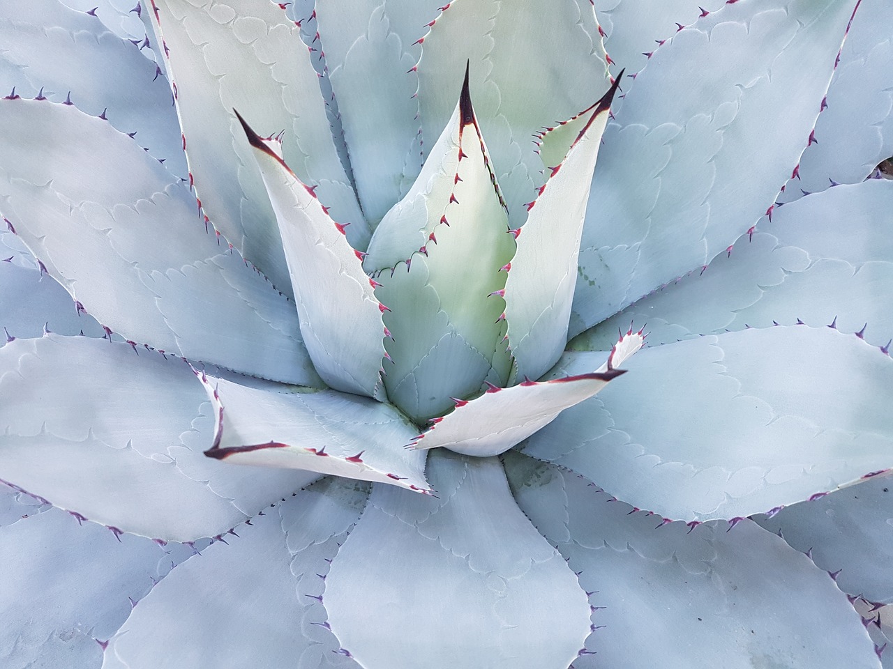 cactus mammilaria geminispina mexico free photo