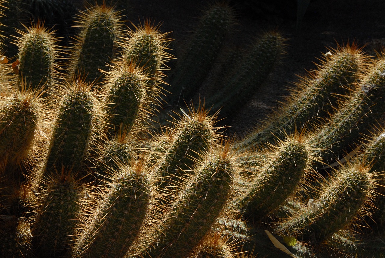 cactus morocco garden free photo