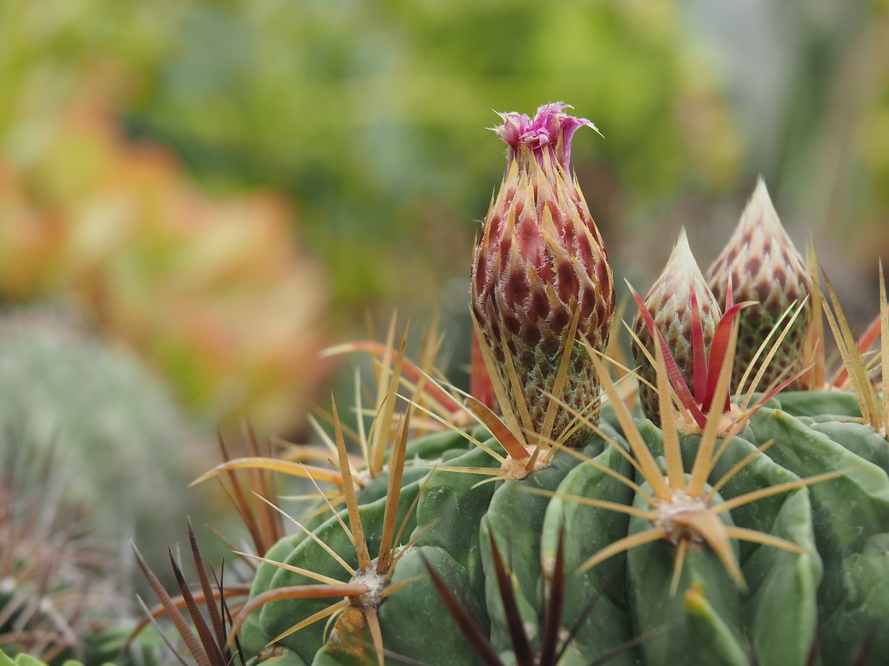 cactus the pods succulents botanical garden free photo