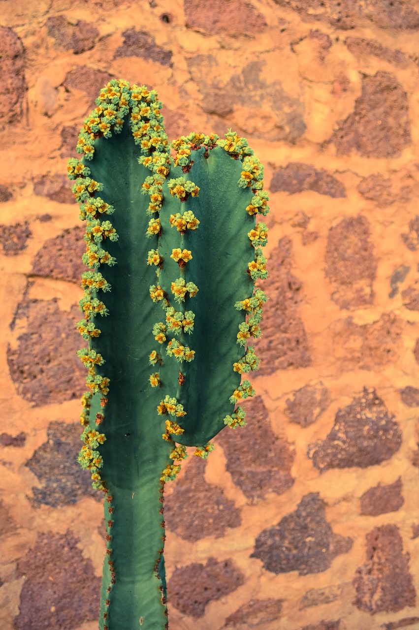 cactus mexico brickwall free photo