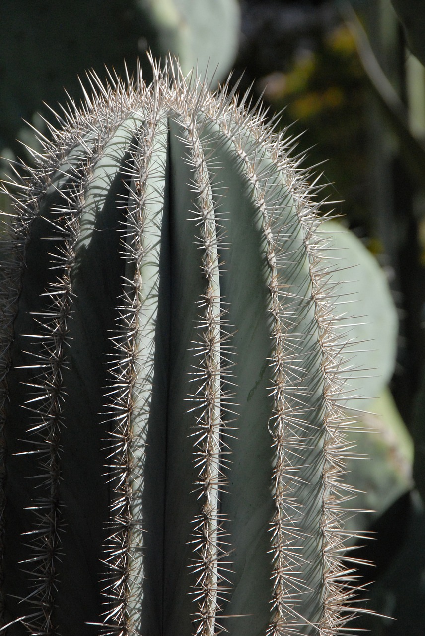 cactus needle morocco free photo