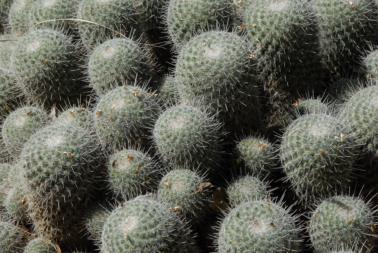 cactus thorn botany free photo