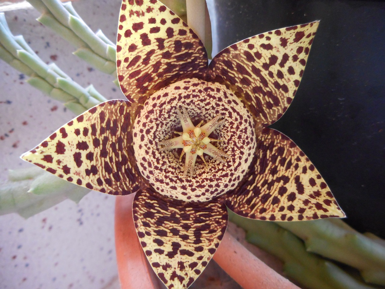 cactus cactus flower flowers free photo