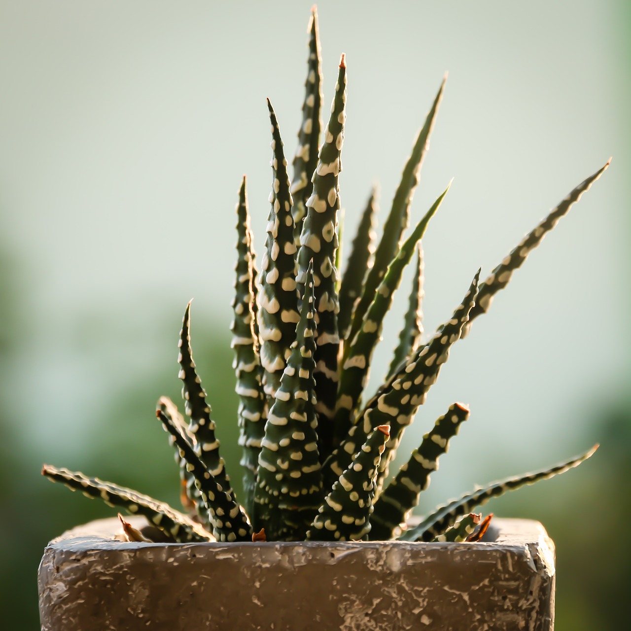 cactus flora green free photo