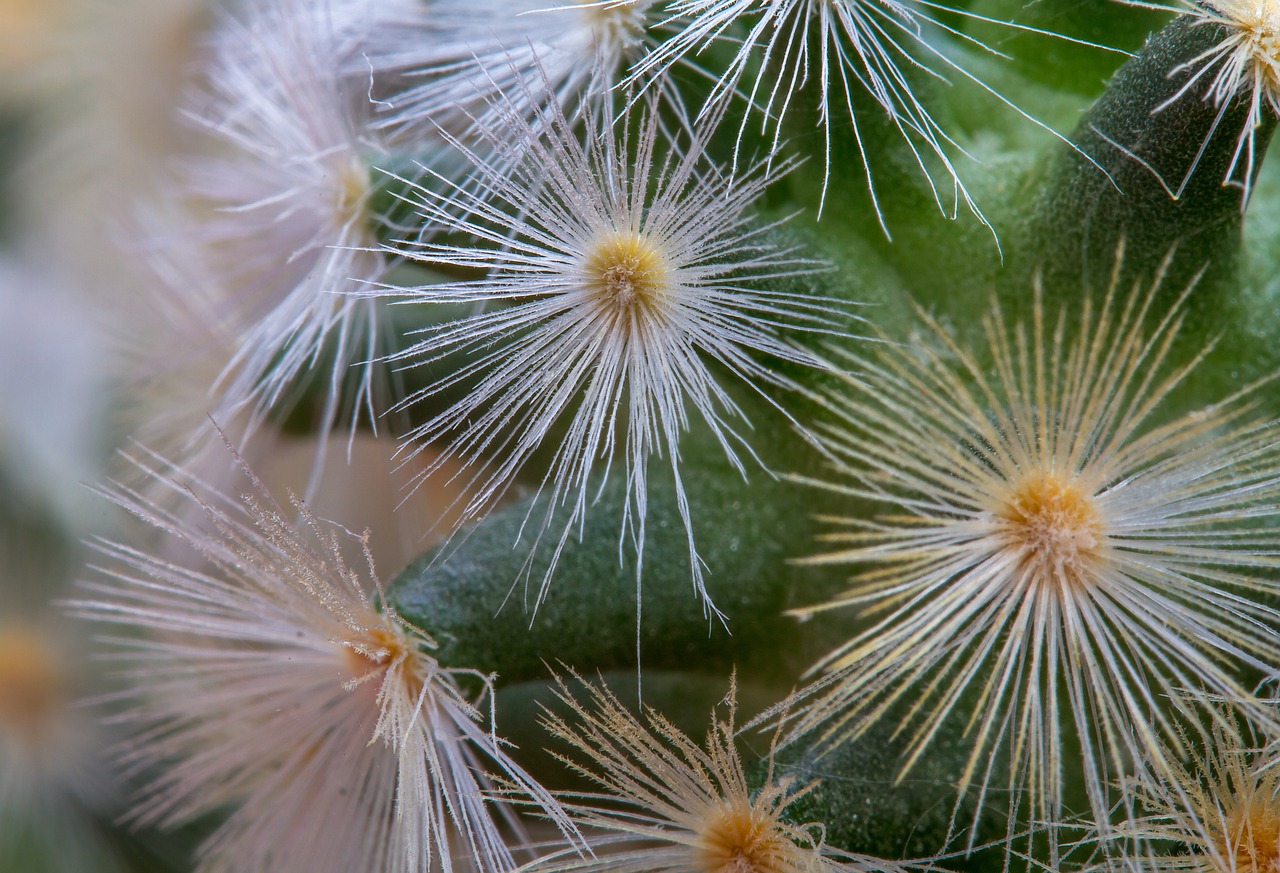 cactus mammillaria-carmenae ball cactus free photo