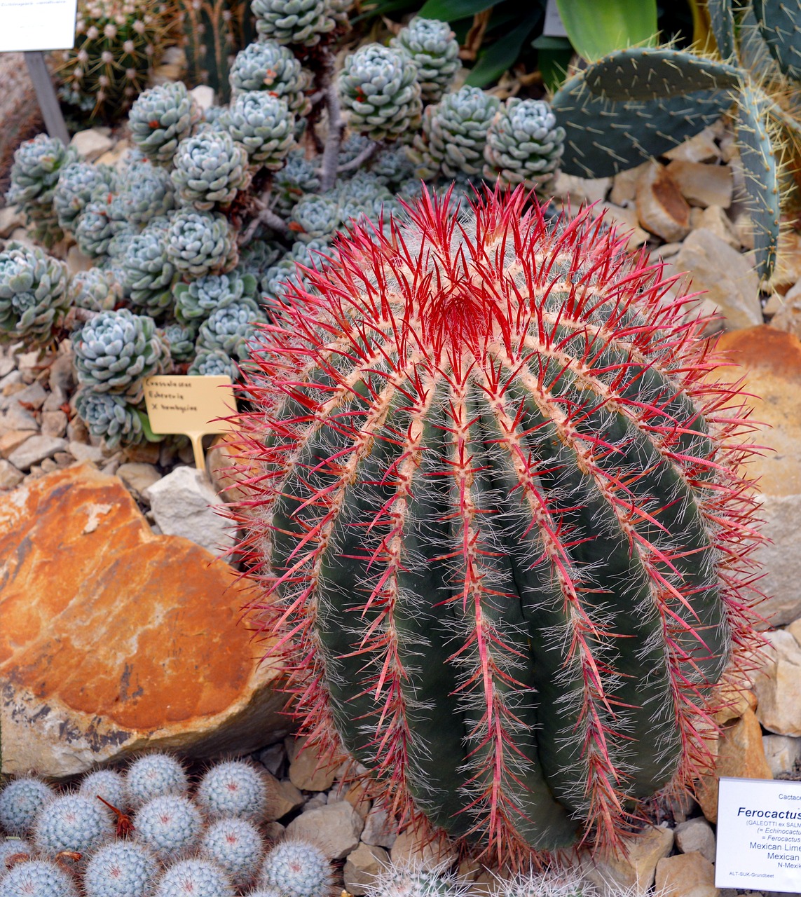cactus ferocactus pilosus prickly free photo