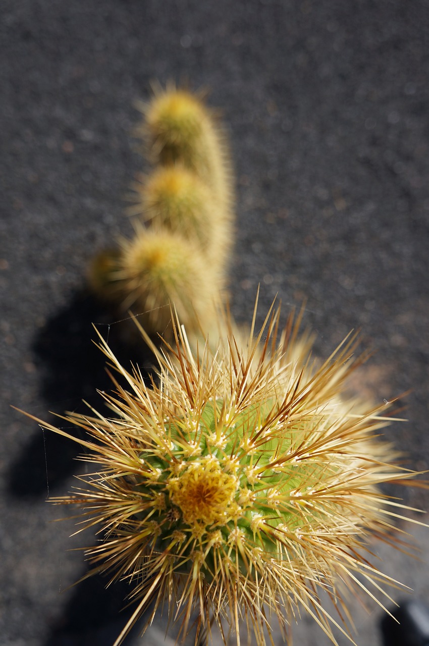 cactus prickly plant free photo