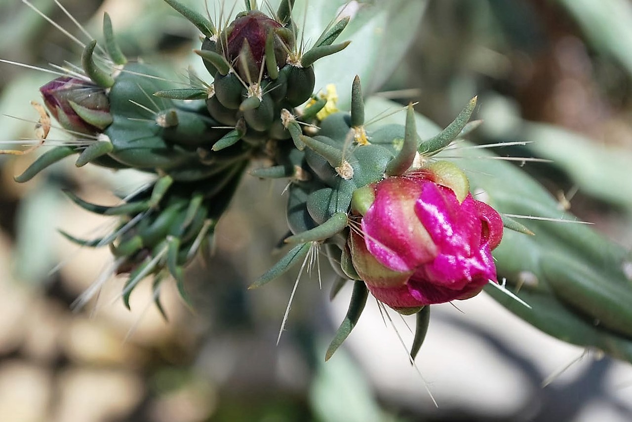 cactus flower pink free photo