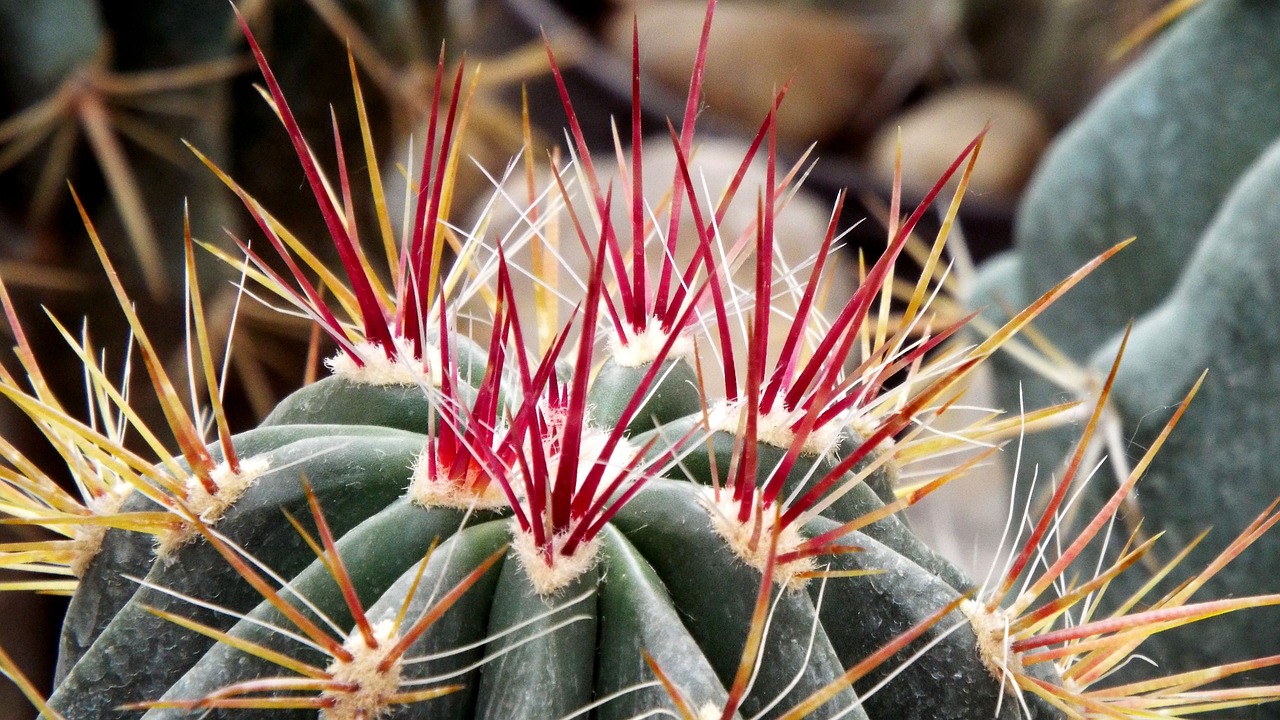 cactus spike pungent free photo
