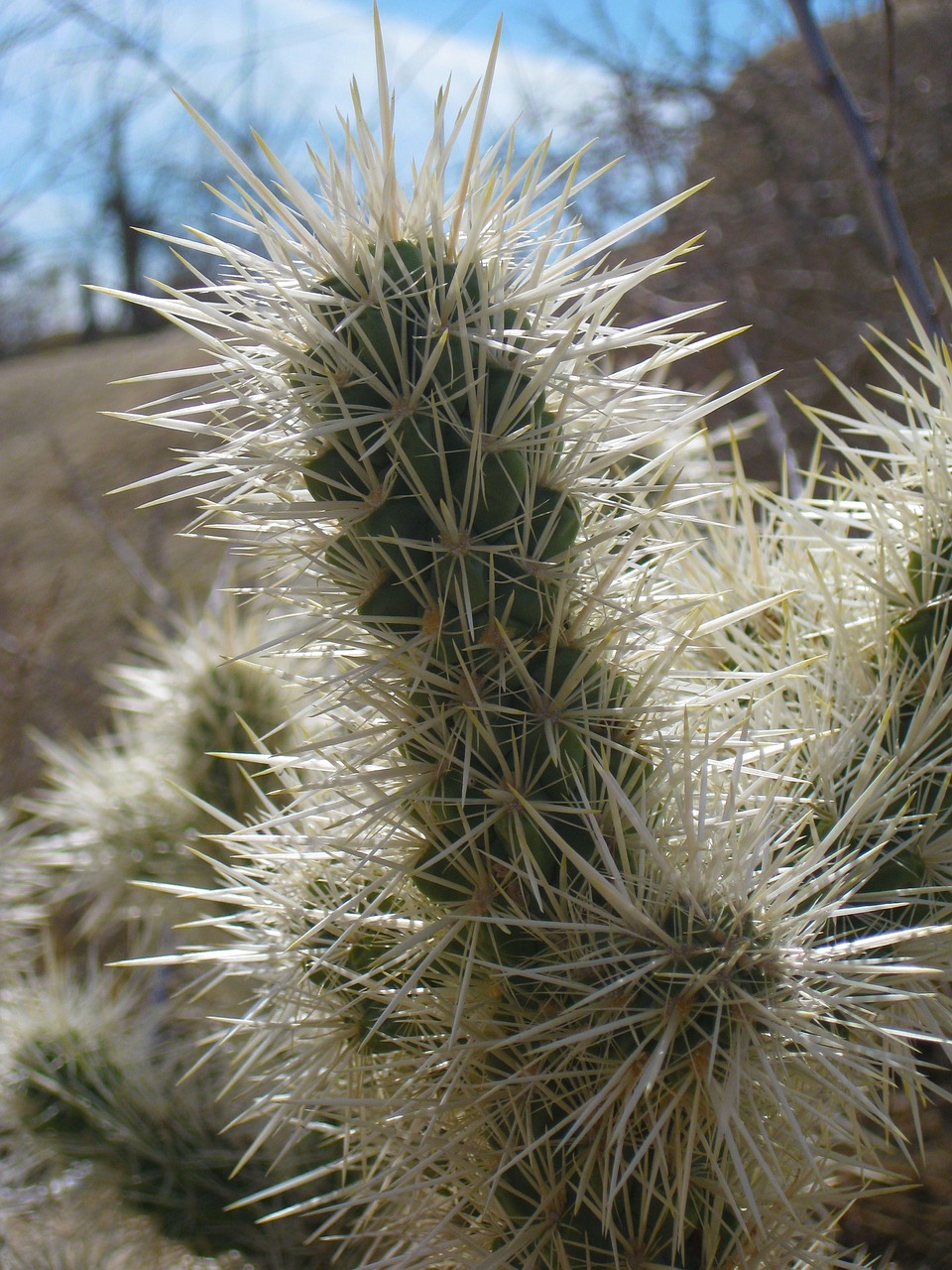 cactus desert joshua tree national forest free photo