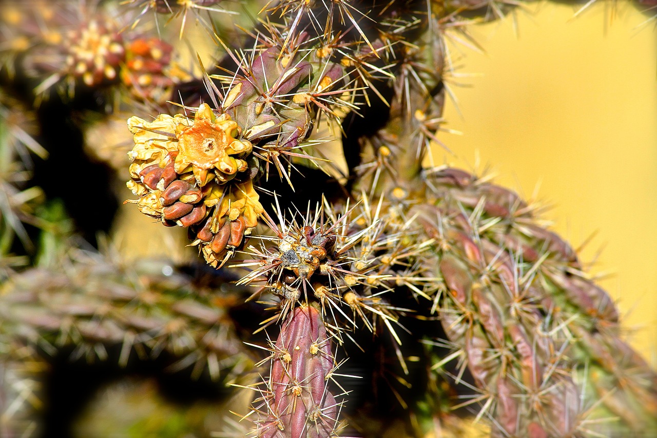 cactus rural valley free photo