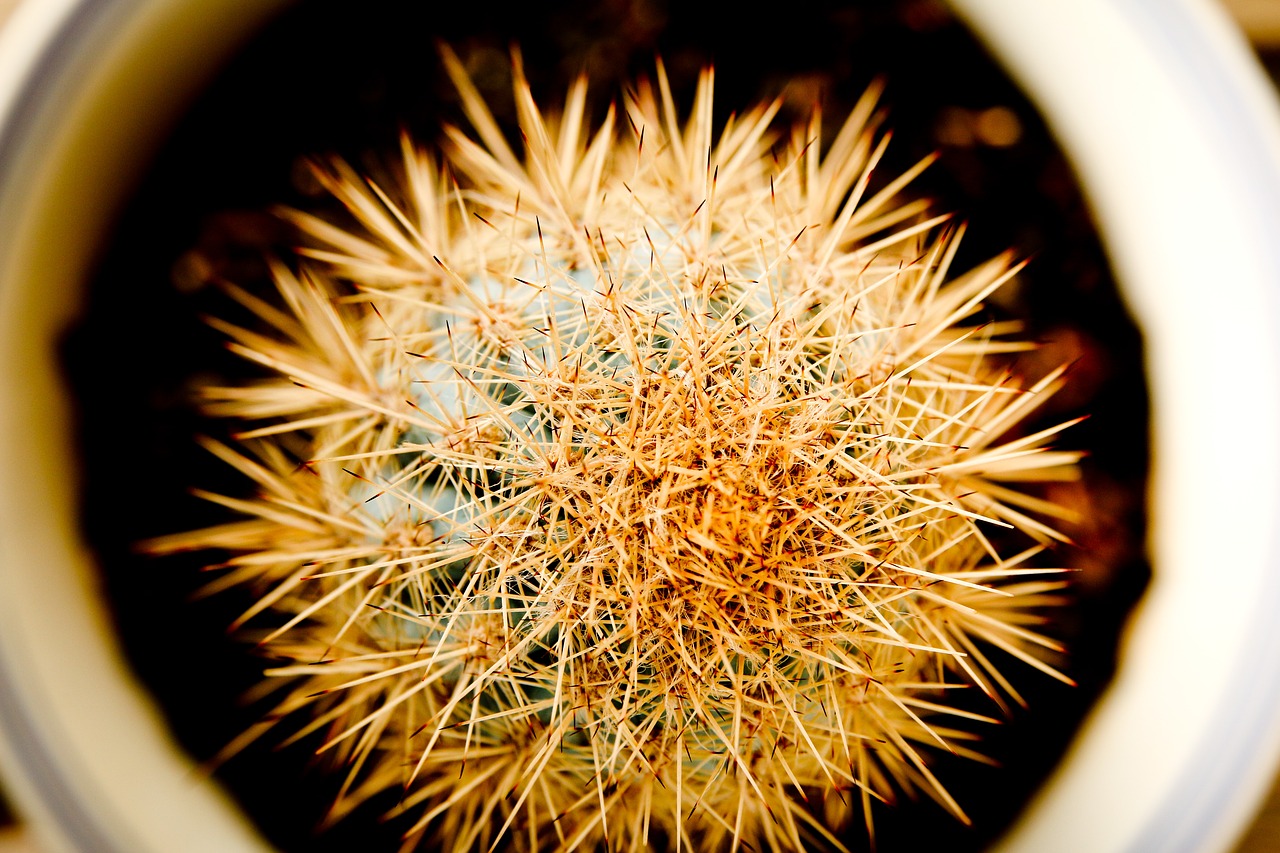 cactus close-up plant free photo