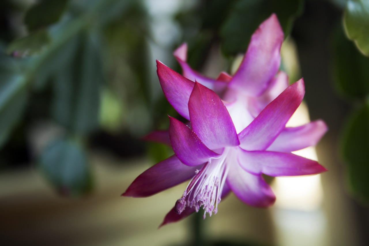 cactus christmas flower free photo