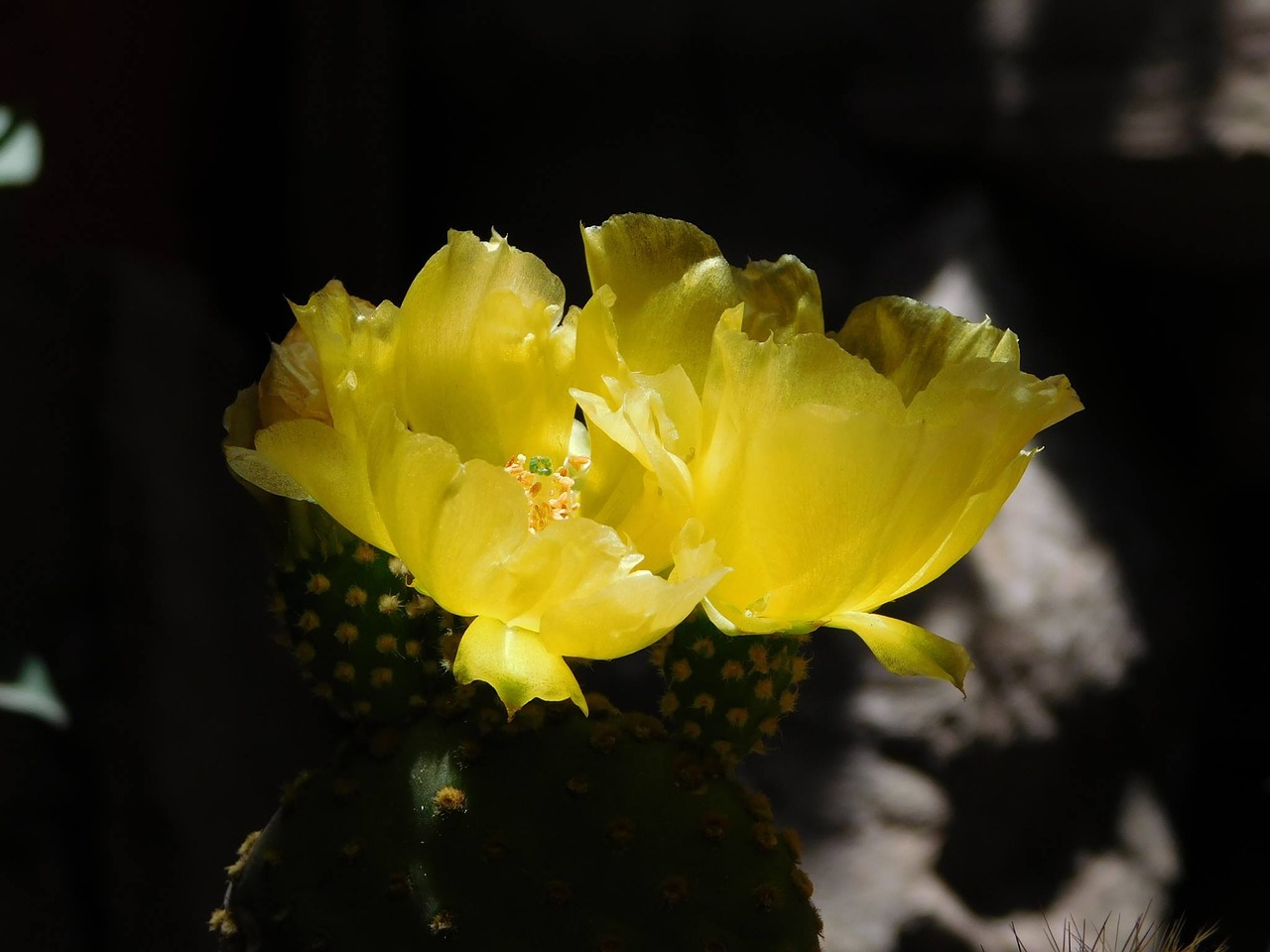 cactus flowers flower free photo