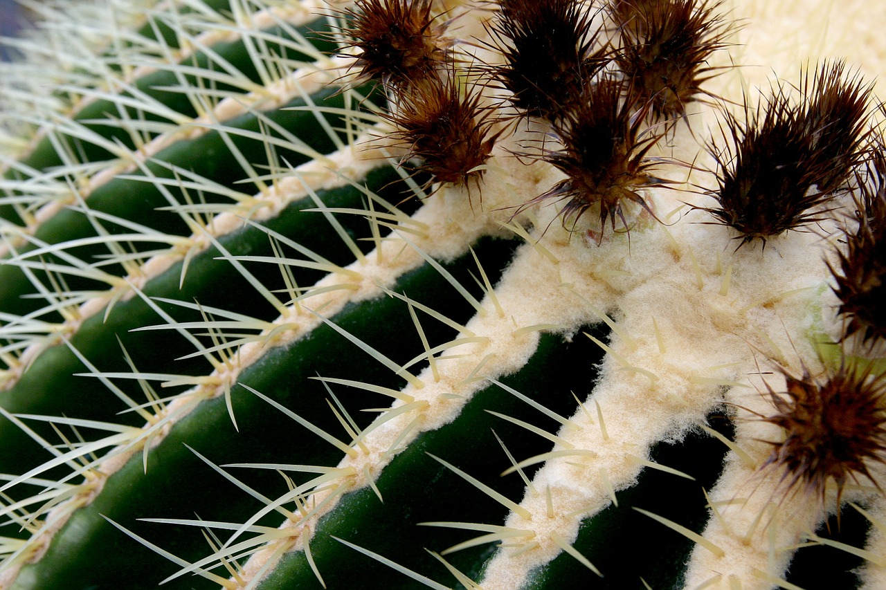 cactus macro green free photo