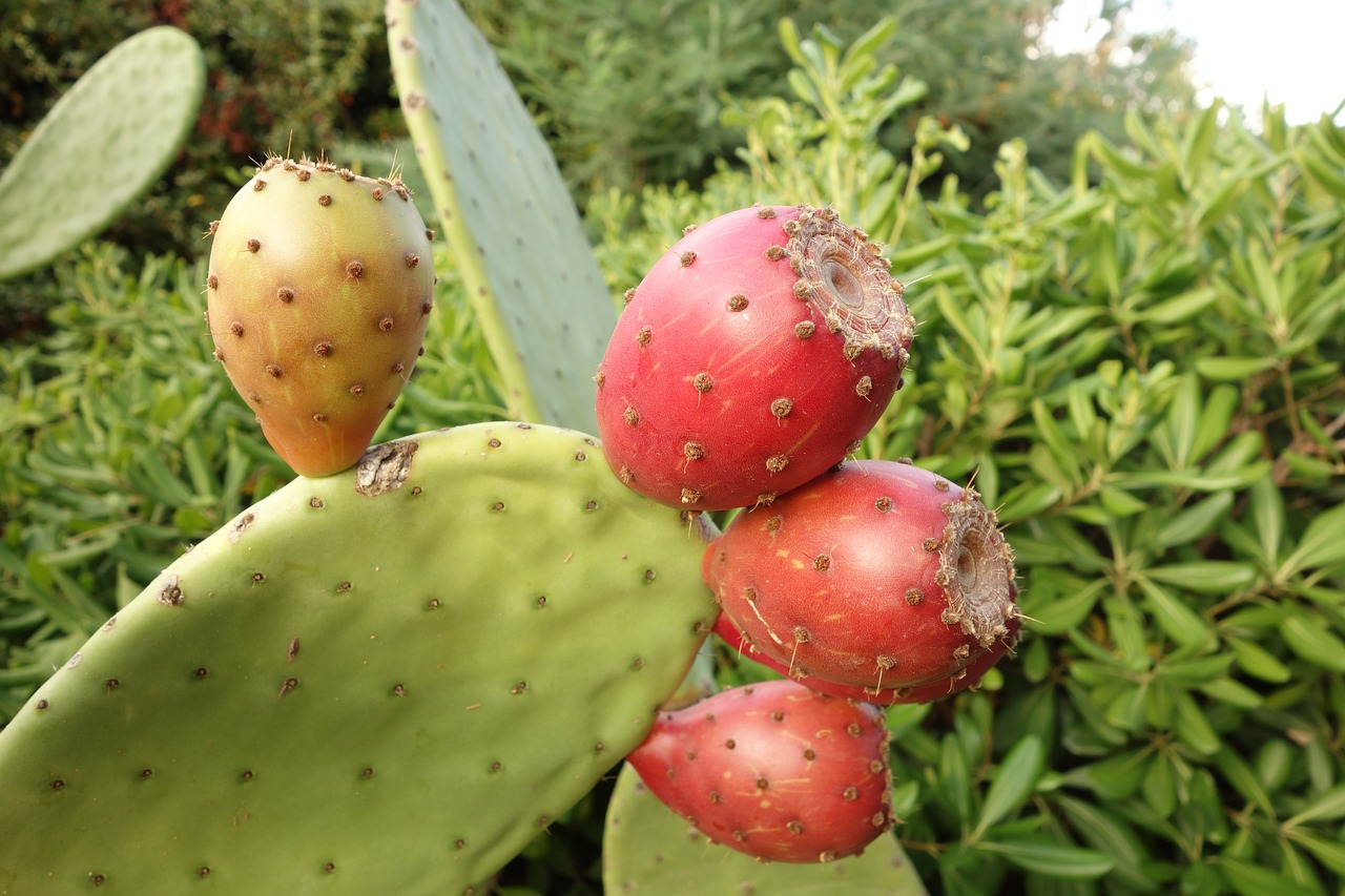 cactus thorn quills free photo