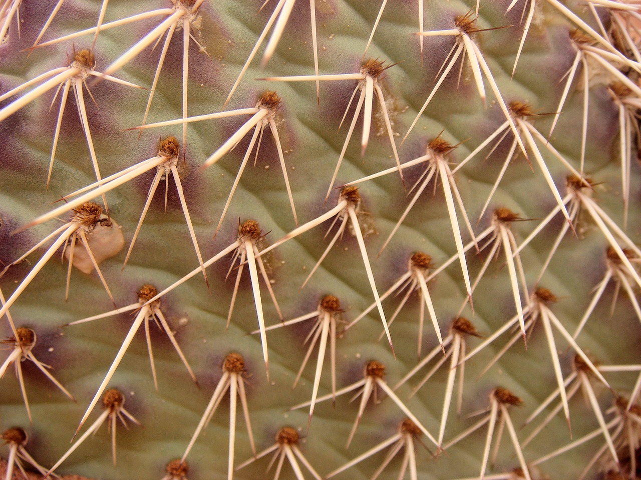 cactus desert green free photo