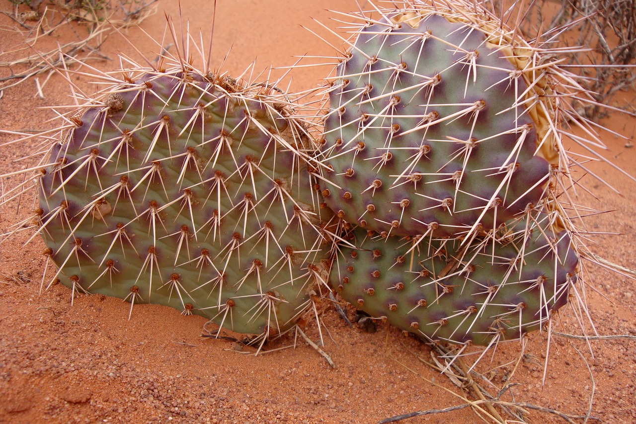 cactus desert green free photo