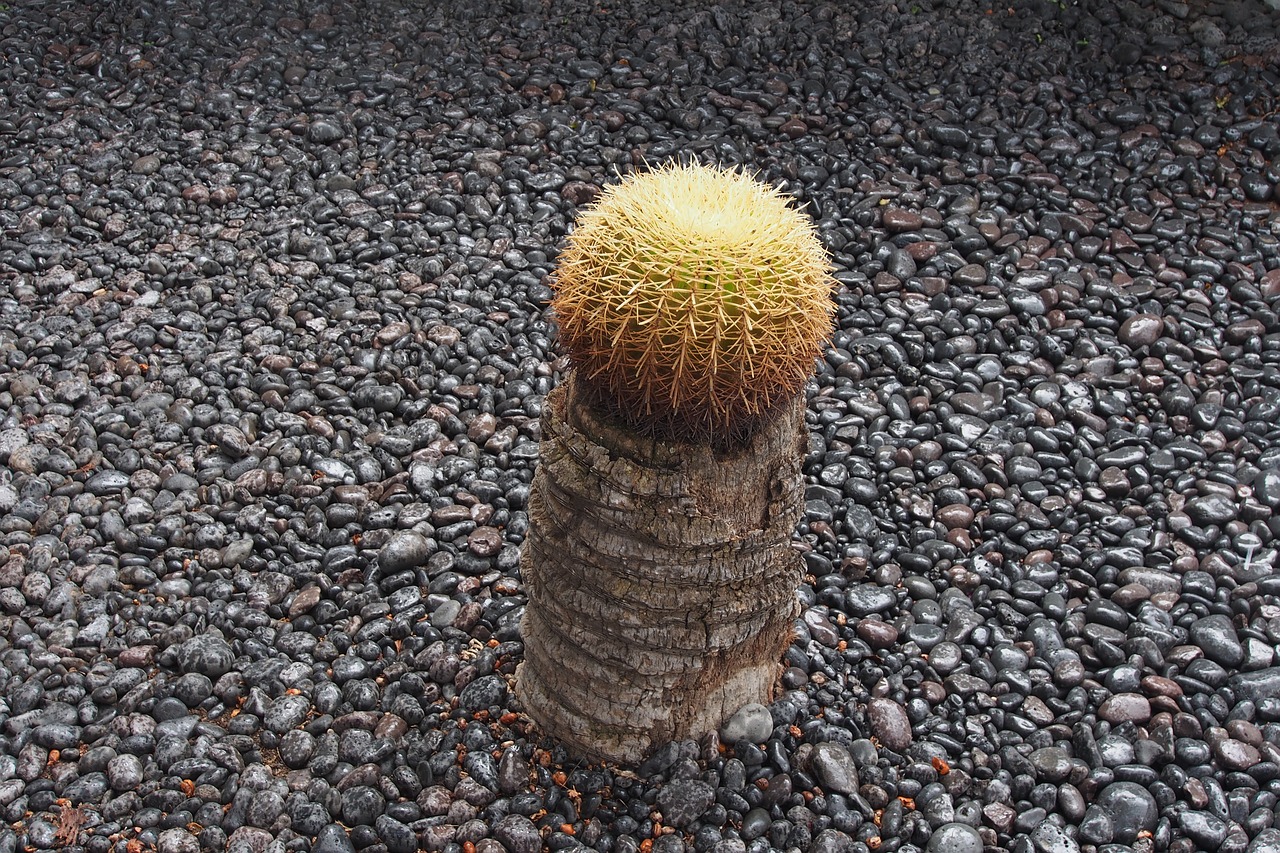 cactus single succulent free photo