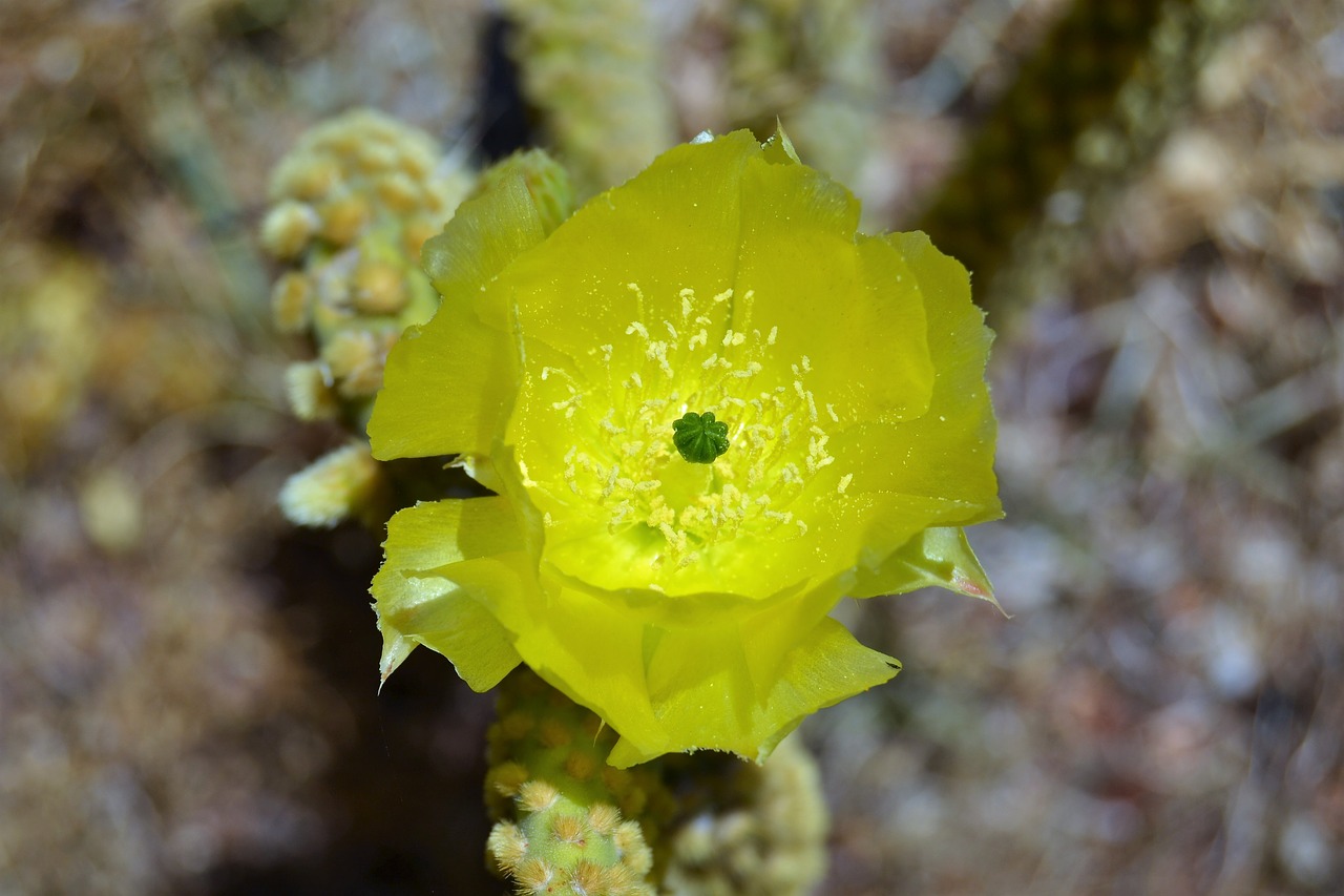 cactus flowers garden free photo