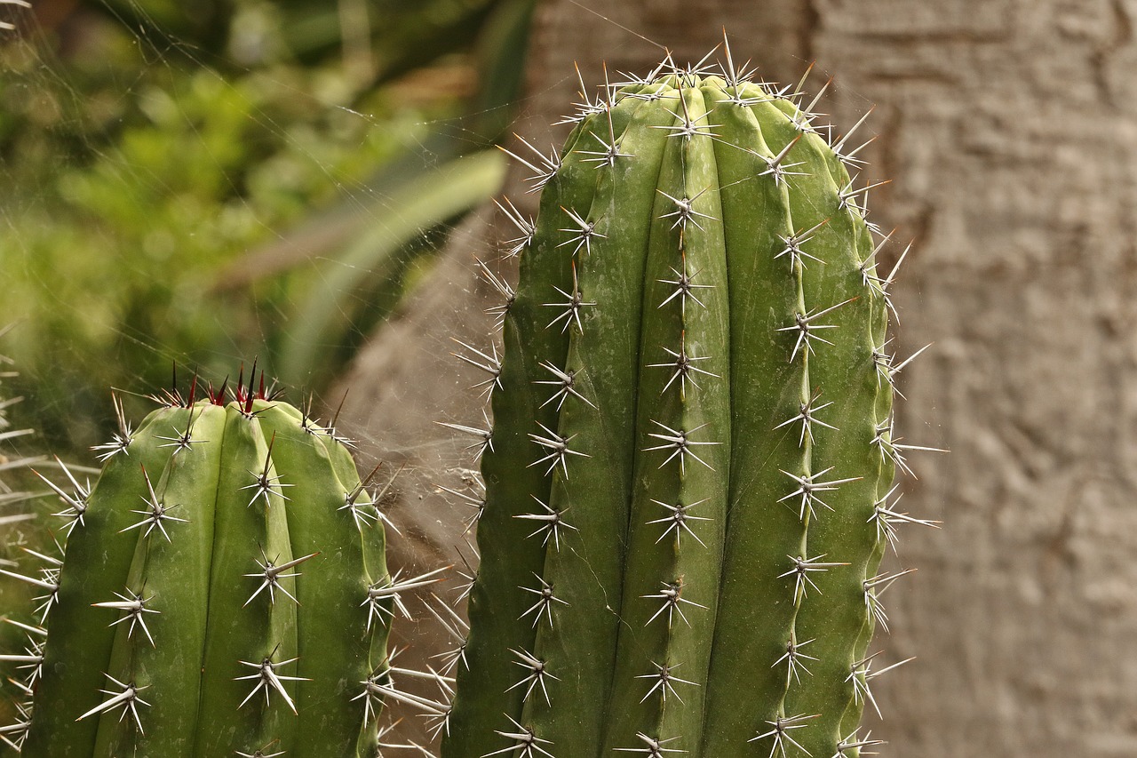 cactus spikes sharp spikes free photo