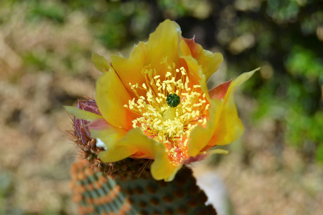 cactus garden flowering free photo