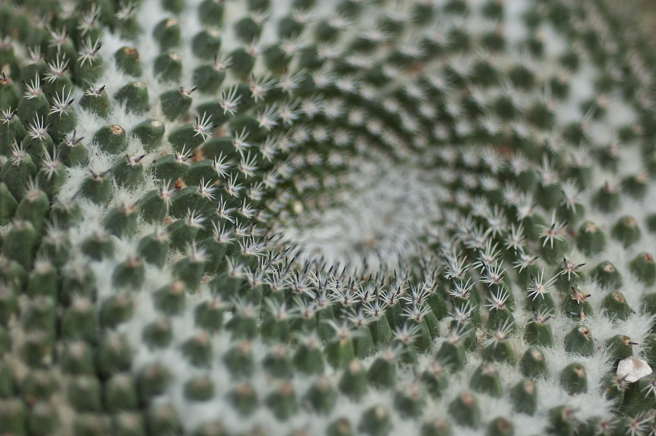 cactus nature symmetry free photo