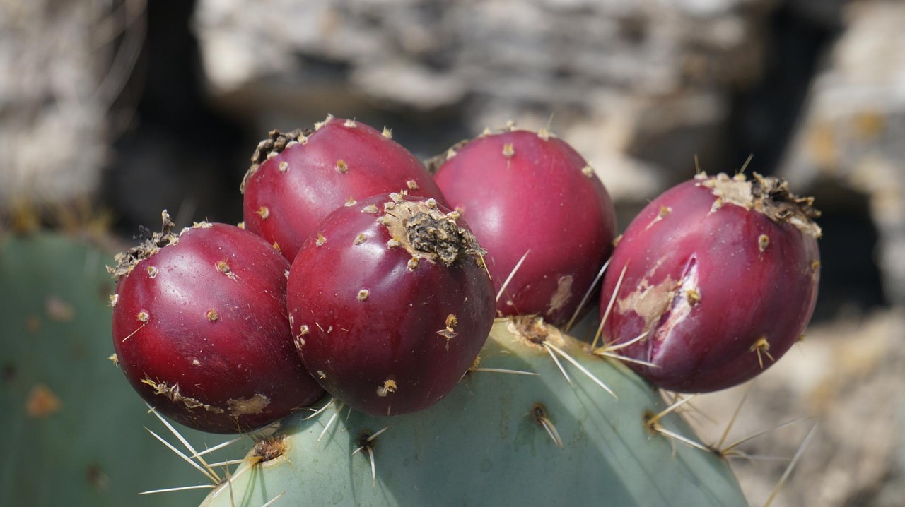 cactus fruits fruit free photo