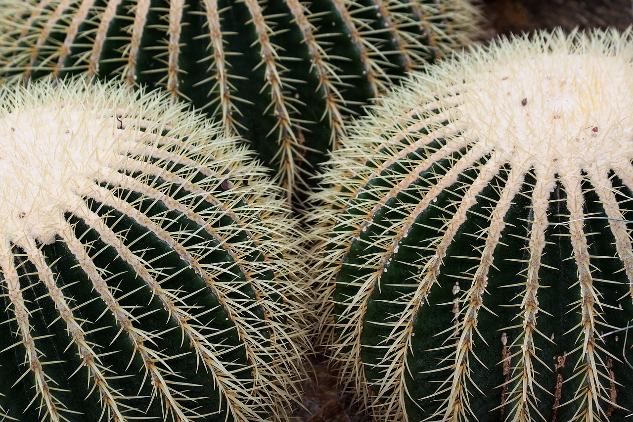 cactus cactaceae echinocactus grusonii free photo