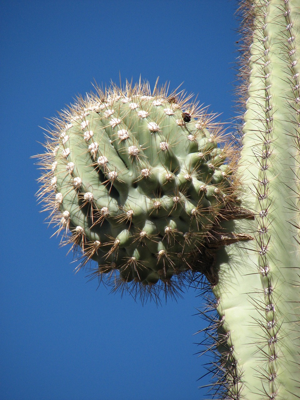 cactus desert plant free photo