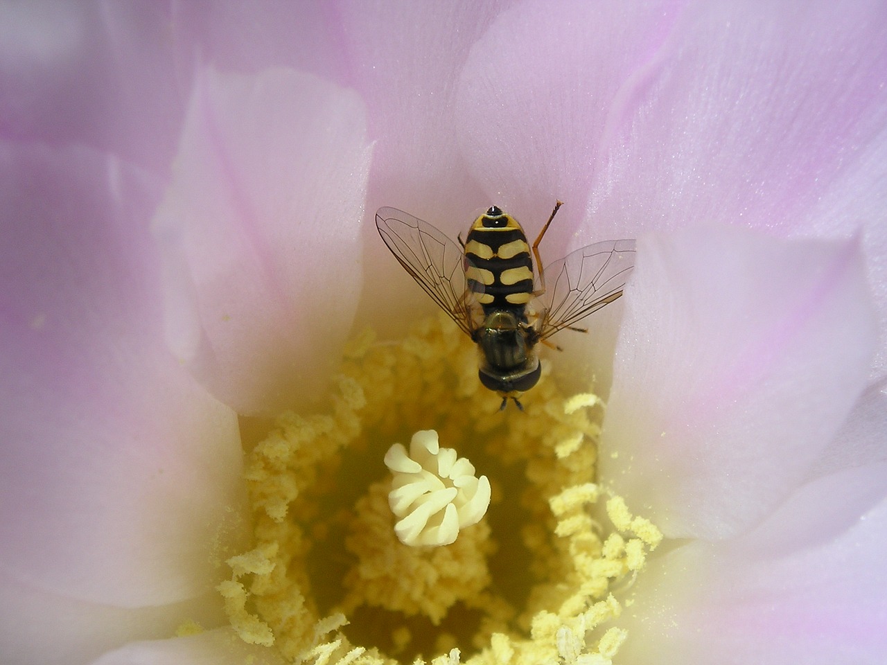 cactus flower bee free photo
