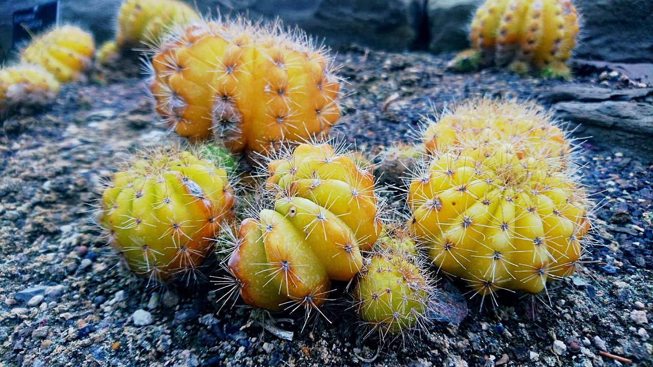 cactus yellow nature free photo