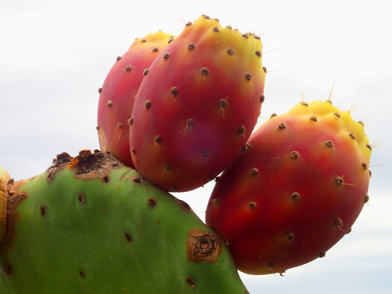 cactus farbenspiel prickly free photo