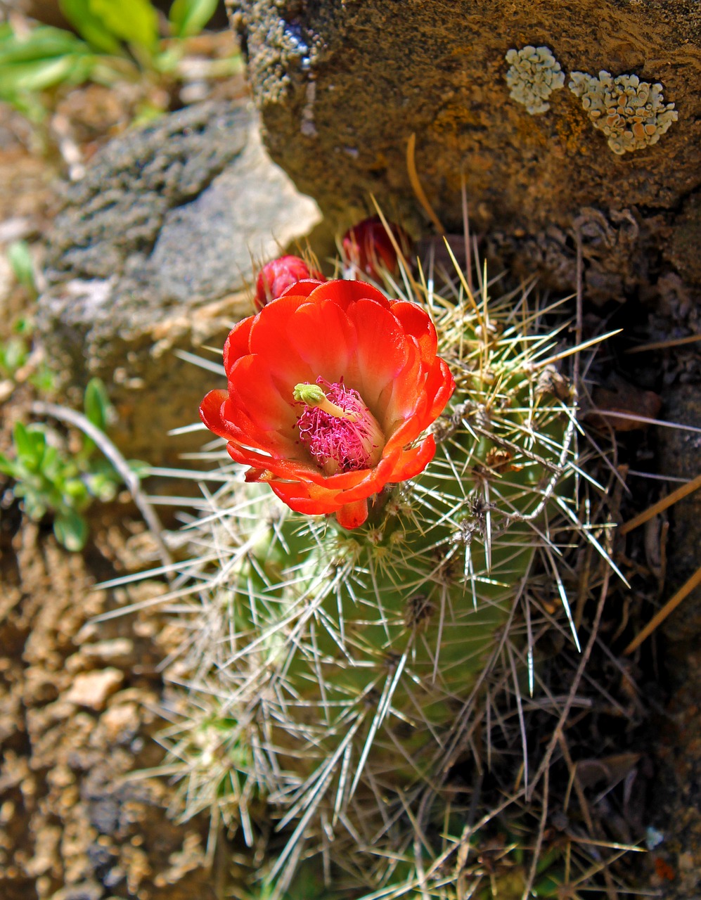 cactus bloom flower free photo