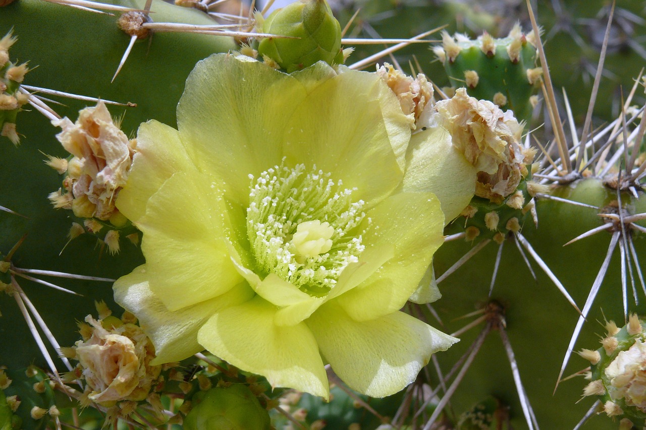 cactus flowers yellow free photo