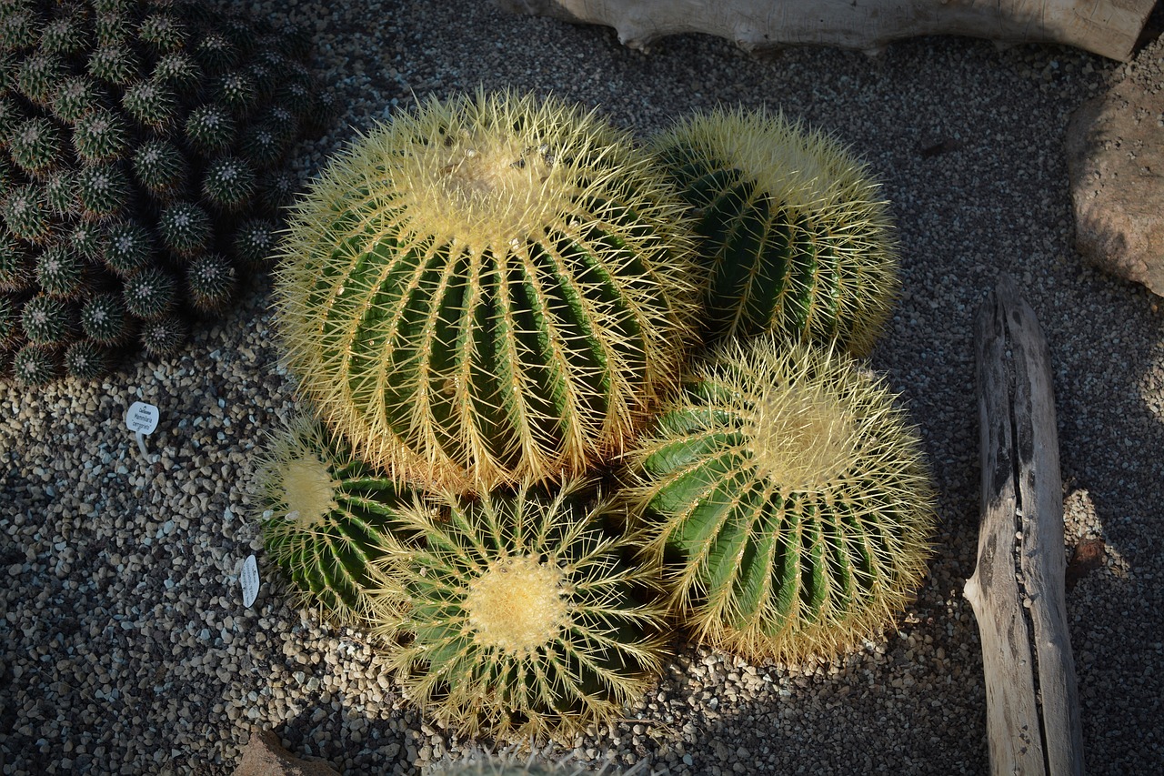 cactus plant prickly free photo