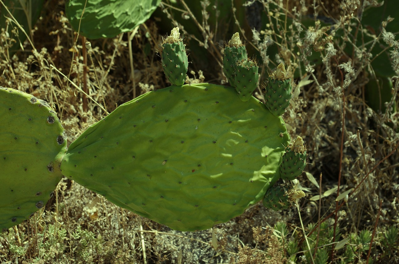 cactus prickly pear prickly free photo