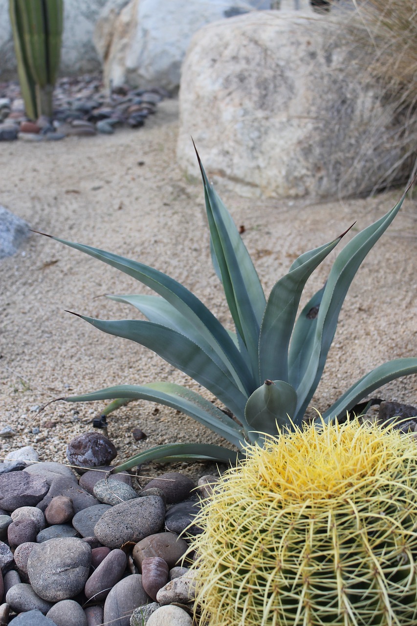 cactus palm springs desert free photo