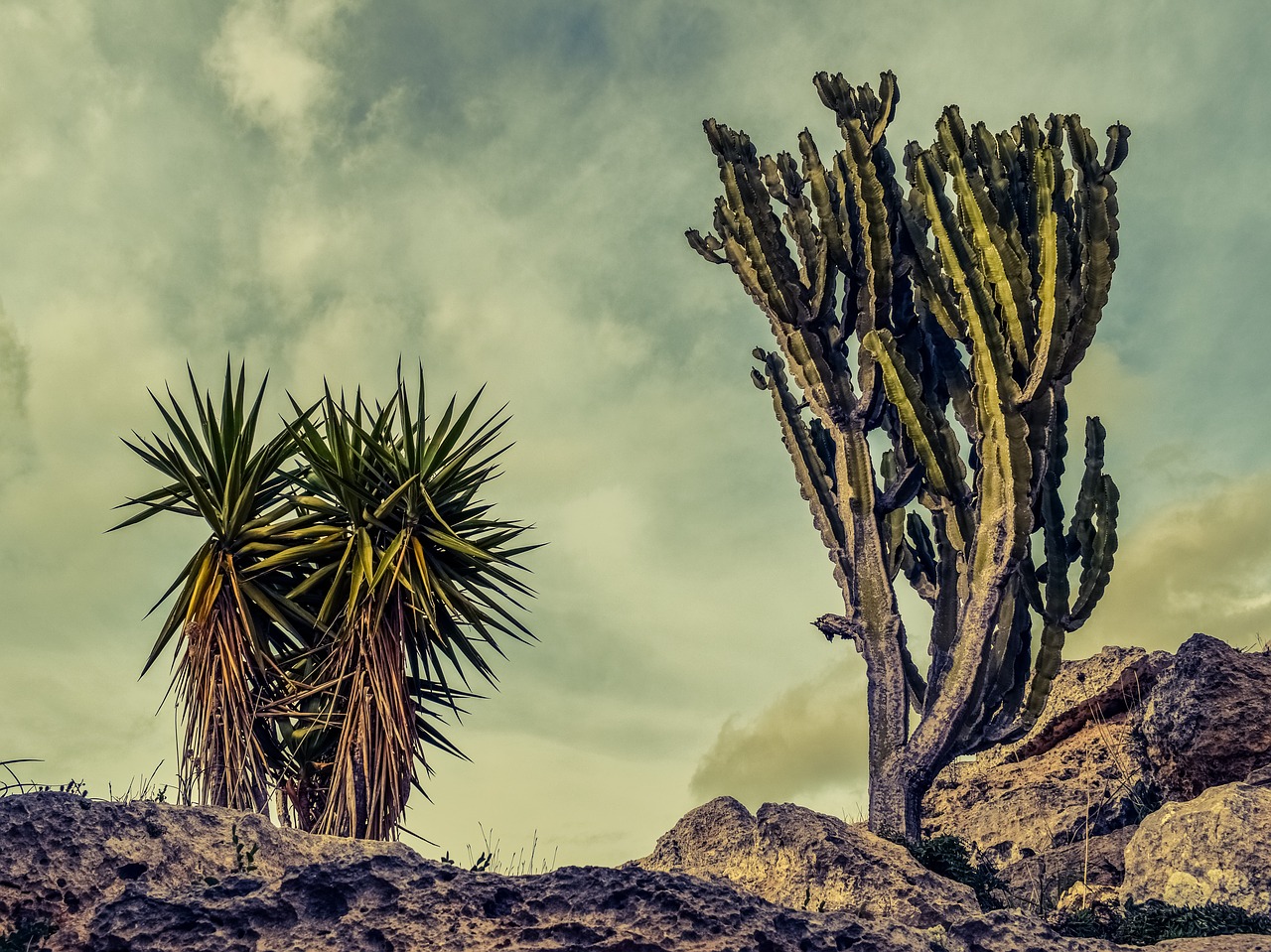 cactus rock landscape free photo