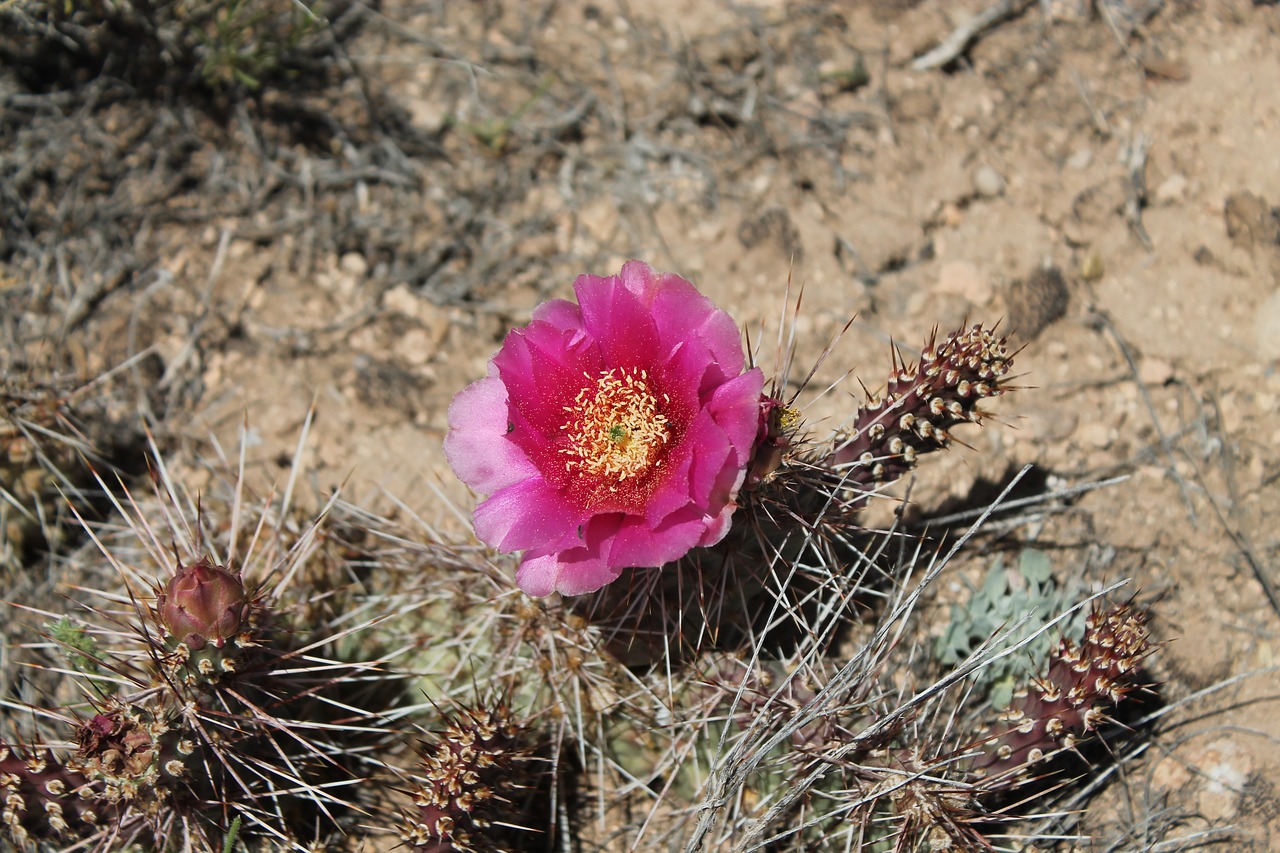 cactus flower red free photo