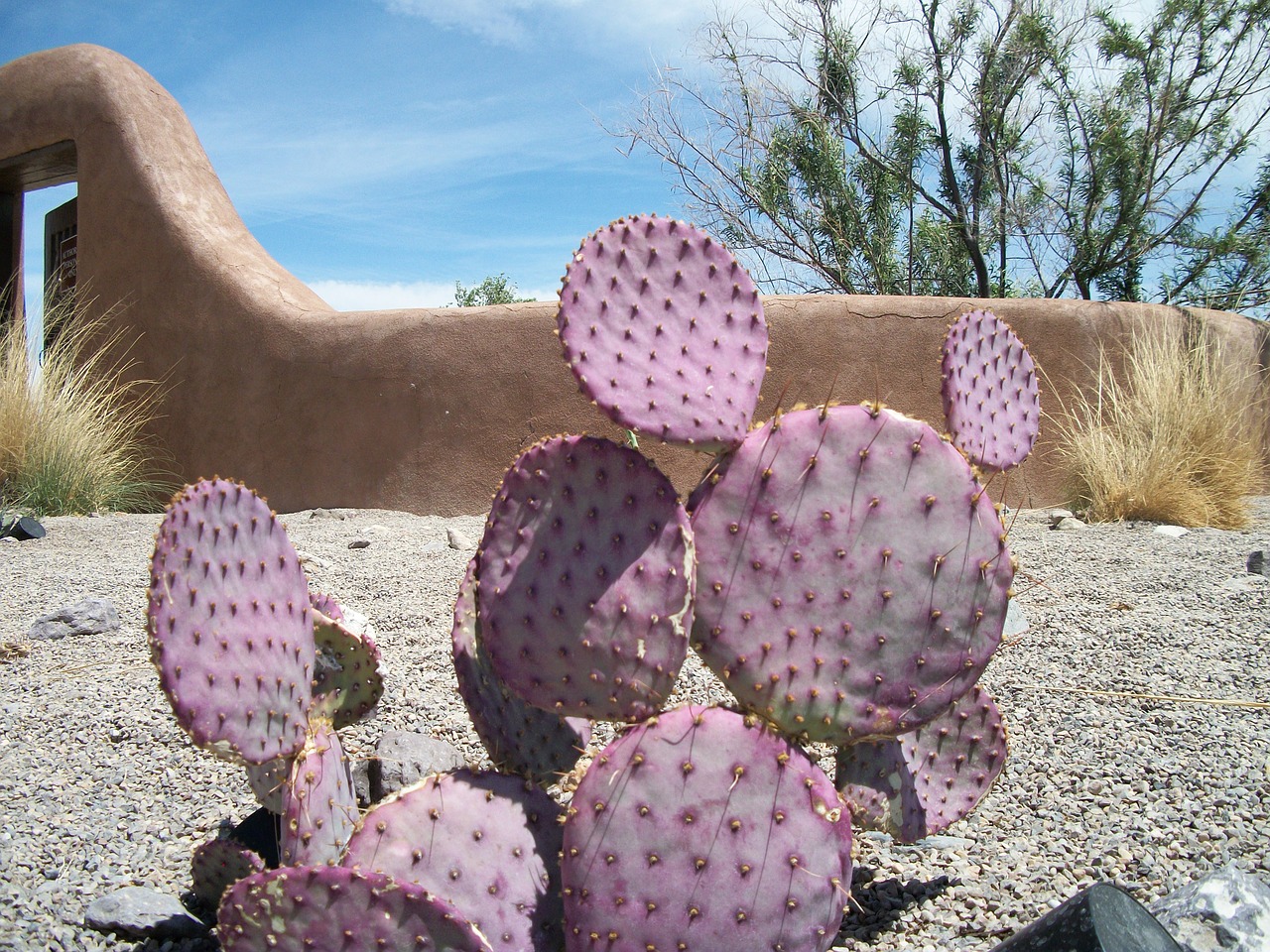 cactus purple desert free photo