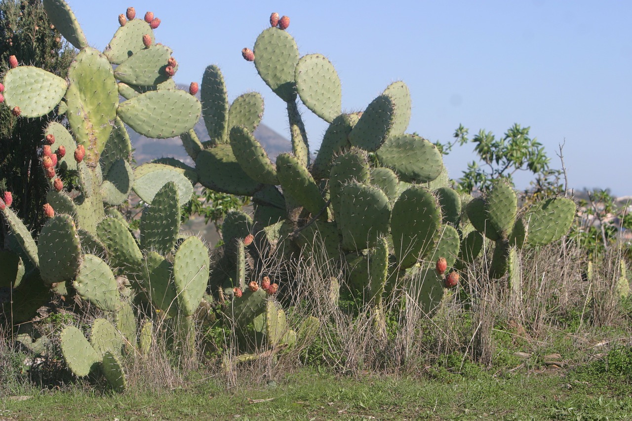 cactus costa del sol spain free photo
