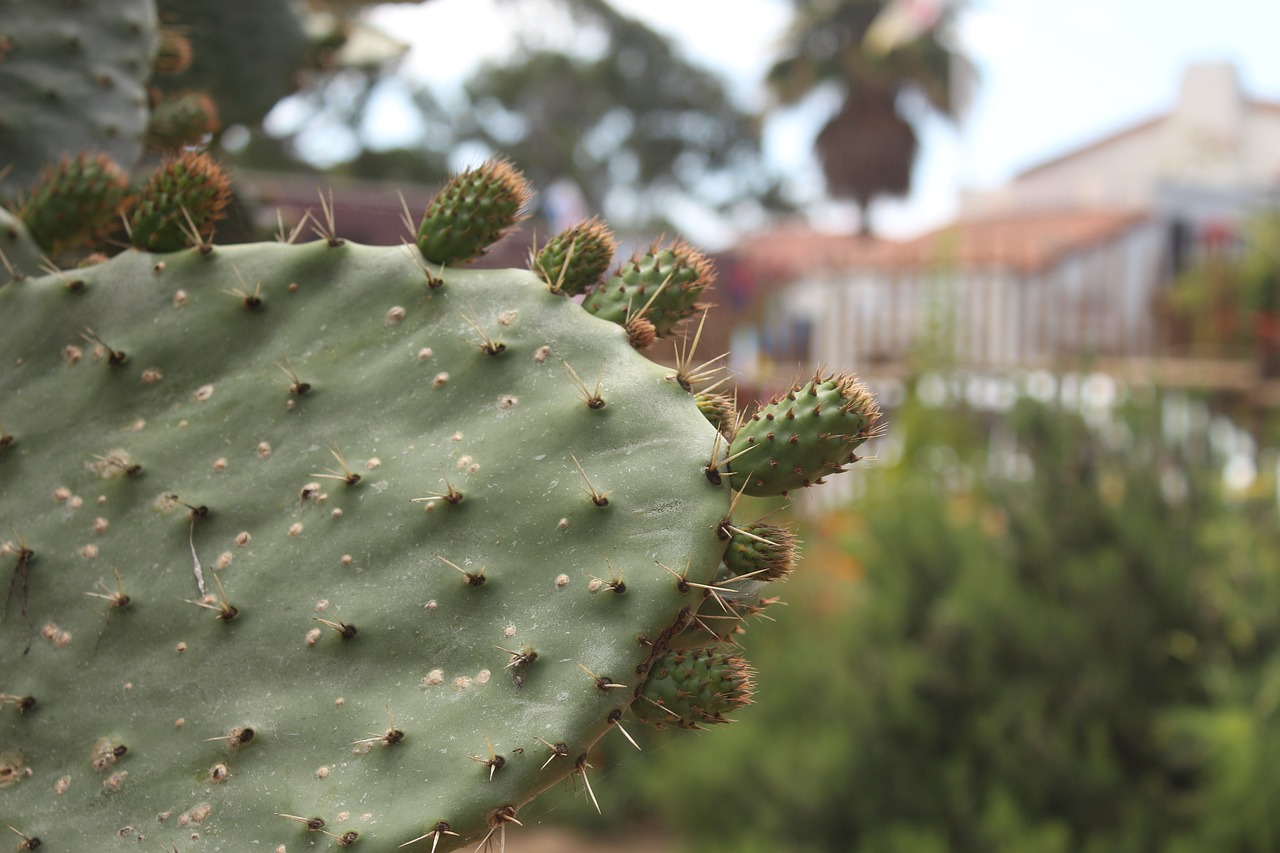 cactus nature desert free photo