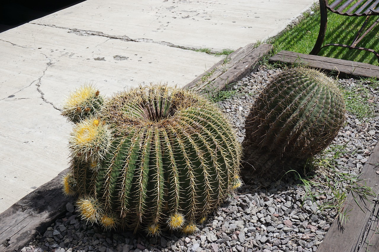 cactus plants desert free photo