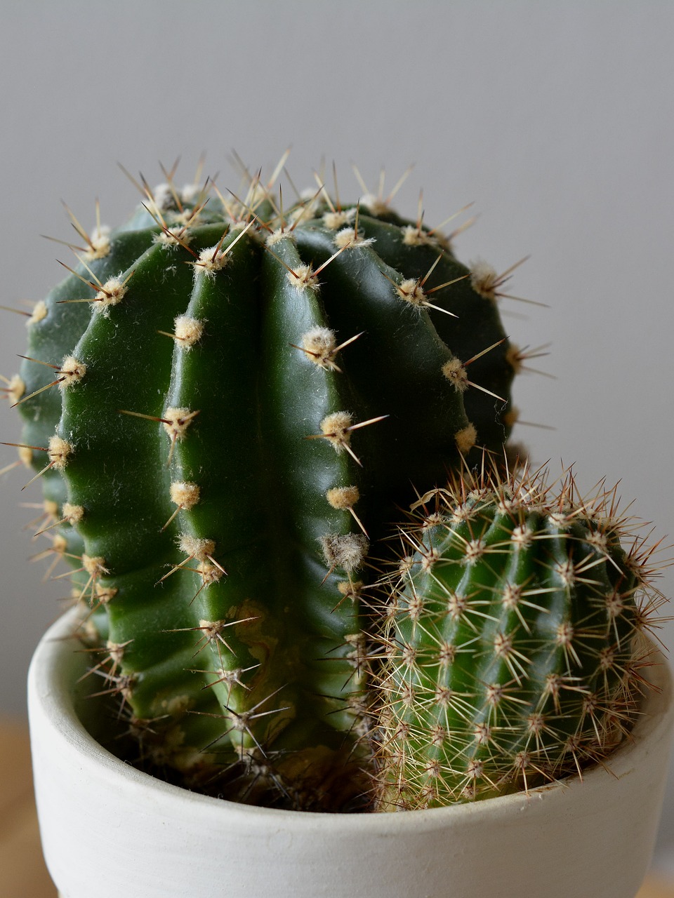 cactus plant potted plant free photo